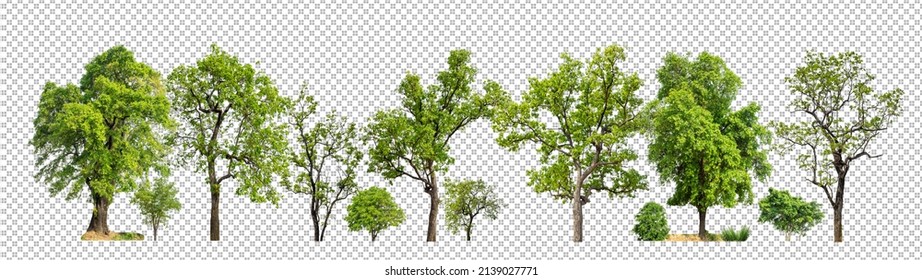 Árboles verdes aislados en un bosque de fondo transparente y follaje de verano para impresión y telaraña con sendero cortado