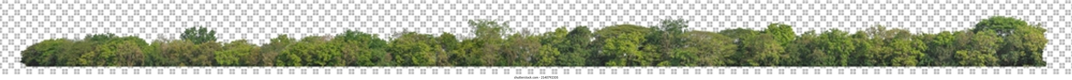 Green trees isolated on transparent background forest and summer foliage for both print and web with cut path and alpha channel - Shutterstock ID 2140792335