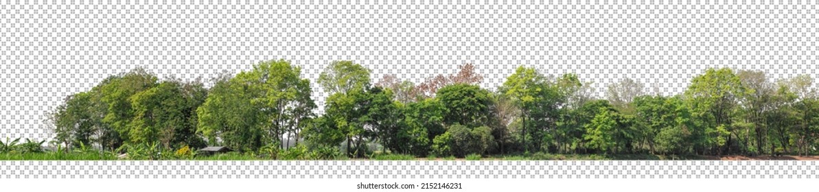 Green trees isolated on transparent background forest and summer foliage for both print and web with cut path and alpha channel