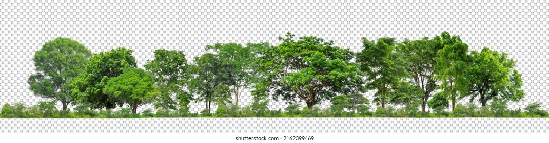 Green trees isolated on transparent background forest and summer foliage for both print and web with cut path and alpha channel - Shutterstock ID 2162399469