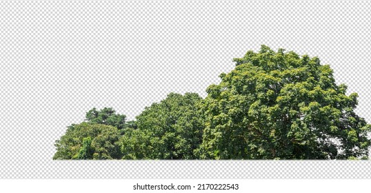 Green trees isolated on transparent background forest and summer foliage for both print and web with cut path and alpha channel - Shutterstock ID 2170222543
