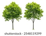 Green Trees isolated on white background