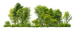 Green Trees Isolated On White Background. Forest And Foliage In Summer. Row Of Trees And Shrubs.