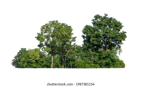 Green Trees isolated on white background. are Forest and foliage in summer for both printing and web pages