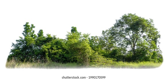 Green trees isolated on white background. forest and leaves in summer rows of trees and bushes