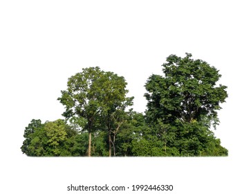 Green trees isolated on white background. forest and leaves in summer rows of trees and bushes