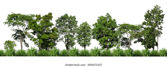 Green Trees Isolated On White Background. Forest And Leaves In Summer Rows Of Trees And Bushes