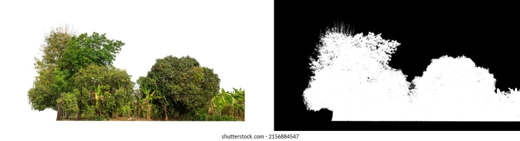 Green Trees isolated on white background.are Forest and foliage in summer for both printing and web pageswith cut path and alpha channel