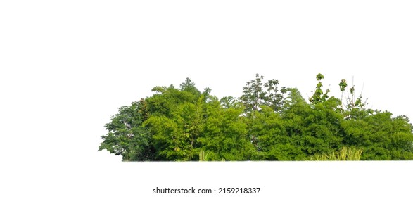 Green Trees isolated on white background.are Forest and foliage in summer for both printing and web pages with cut path and alpha channel
