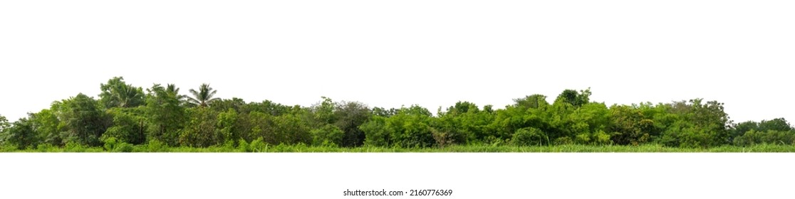 Green Trees isolated on white background.are Forest and foliage in summer for both printing and web pages with cut path and alpha channel - Shutterstock ID 2160776369