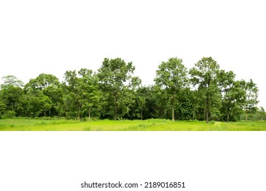 Green trees isolated on white background. Forest and foliage in summer. Row of trees and shrubs. - Powered by Shutterstock