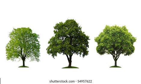 Green Trees Images, Stock Photos & Vectors | Shutterstock