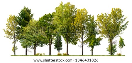 Green trees isolated on white background. Forest and foliage in summer
