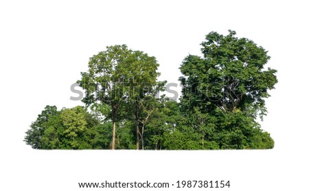 Green Trees isolated on white background. are Forest and foliage in summer for both printing and web pages