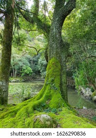 green trees in japanese park