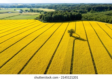 green trees in the middle of a large flowering yellow repe field, view from above - Shutterstock ID 2145121201