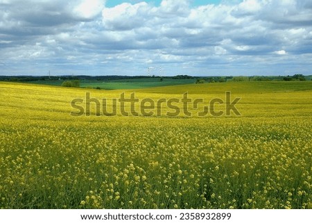 green trees in the middle of a large flowering yellow repe field.
Blooming yellow canola flower meadows. Rapeseed crop.
Blooming rapeseed field. Clear blue sky with glowing clouds. 
