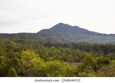 Green trees with Mountain in the background