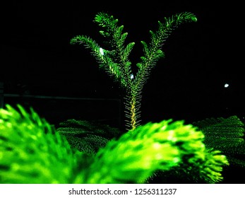 Green trees at night