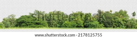 Green Trees on a checkered background. are Forest and foliage in summer for both printing and web pages with cut path and alpha channel