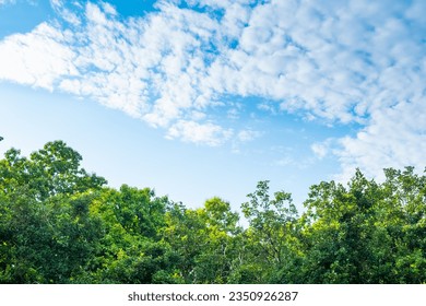 Green trees and panoramic sky,tree top against blue sky and clouds on a sunny day,spring forest trees. nature green wood sunlight backgrounds. - Powered by Shutterstock