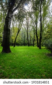 Green Trees In Park Natural Background