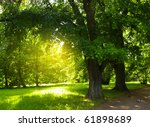 Green trees in park and sunlight