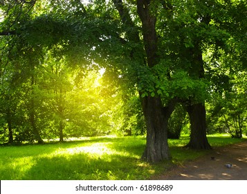 Green trees in park and sunlight