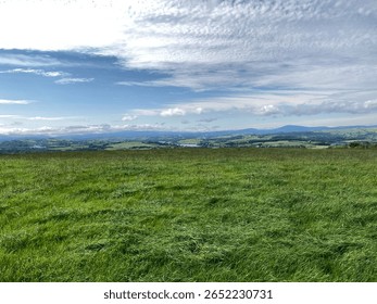 Green trees, plants, and fields beneath a blue sky with white clouds in a countryside forest in Cork, Ireland