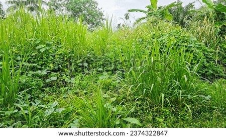 Green trees and thick tall grass. An old garden area full of overgrown weeds and grass. The grass grows high in the wasteland. Wasteland with full grass.