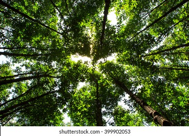The green trees top in forest, blue sky and sun beams shining through leaves