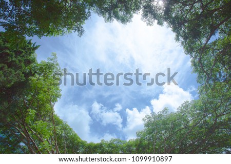 The green trees top in forest blue sky and sun beams shining through leaves. Bottom view.