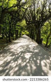 Green Trees In Two Sides Of Walkway In The Park On Sunny Day In Autumn Spring Summer Season. Public Olivia Park In Gdansk Poland. City Park With Benches Scenery Landscape. Urban Garden With Street