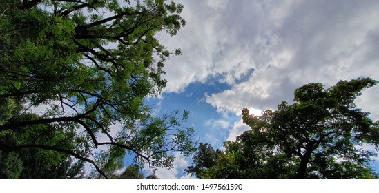 Green trees under blue sky