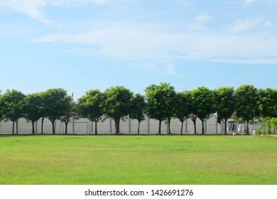 green trees at the white wall background - Shutterstock ID 1426691276