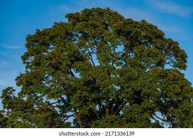Green treetop with blue sky and fresh young light green leafs - Shutterstock ID 2171336139