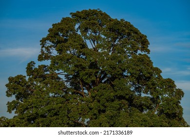 Green treetop with blue sky and fresh young light green leafs - Shutterstock ID 2171336189