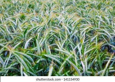 Green Triticale Field