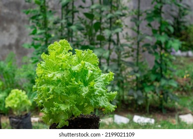 Green Trocadero Fresh Lettuce Salad