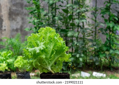 Green Trocadero Fresh Lettuce Salad