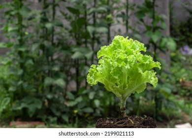 Green Trocadero Fresh Lettuce Salad