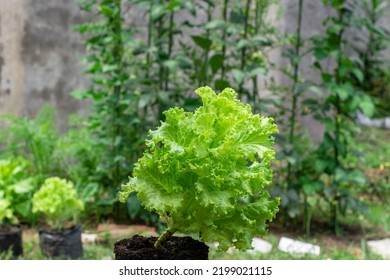 Green Trocadero Fresh Lettuce Salad