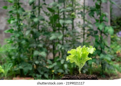 Green Trocadero Fresh Lettuce Salad