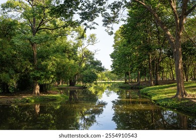 Green tropical forest city park pond sun light sunny sky nature landscape