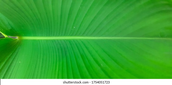 Green Tropical Leaf Background Photo