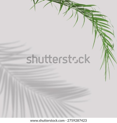 Green tropical leaf casting shadow on grey background