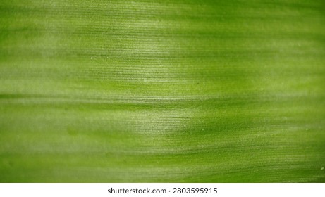 Green tropical leaf with fine parallel vein lines for a natural background.