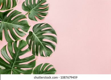 Green tropical leaves Monstera on pink background. Flat lay, top view - Shutterstock ID 1087679459