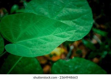 Green tropical leaves on dark background. - Shutterstock ID 2364948663