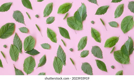 お茶の葉 イラスト の写真素材 画像 写真 Shutterstock